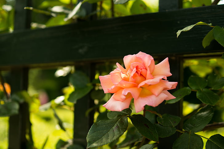 pink, rose, flower, fence, pink rose, nature, beauty in nature