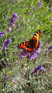 Motyl, Lawenda, ogród, Latem, z bliska, skrzydła, Bloom