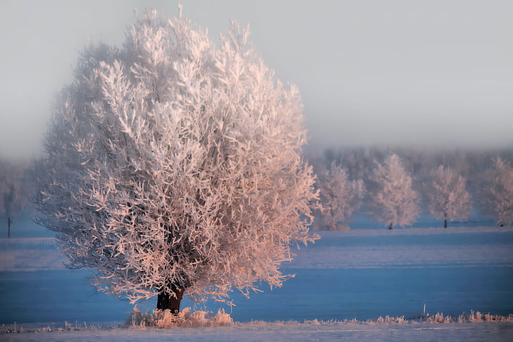 ฤดูหนาว, แสงแดดยามเช้า, ต้นไม้, หิมะ, น้ำแข็งเย็น, หมอก, อารมณ์