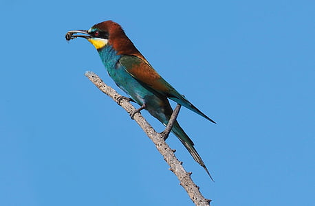 Príroda, vták, malý bee-eater, farby