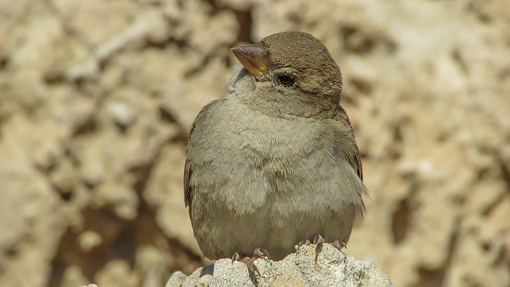 Sparrow, pták, volně žijící zvířata, peří, Příroda, zvíře, Fajn