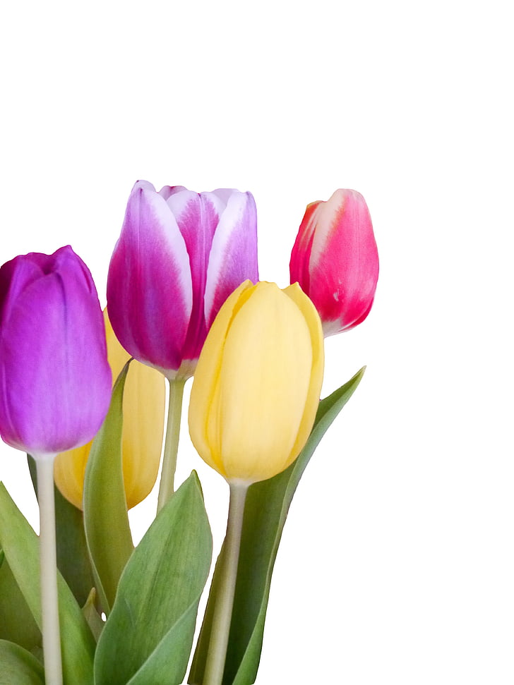 tulipes, printemps, coloré, fleurs, nature, fleur de printemps, schnittblume