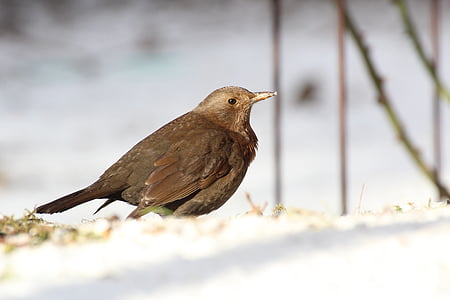 blackbird, bird, female, nature, animal, songbird, plumage