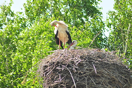 white stork, socket, village, bird