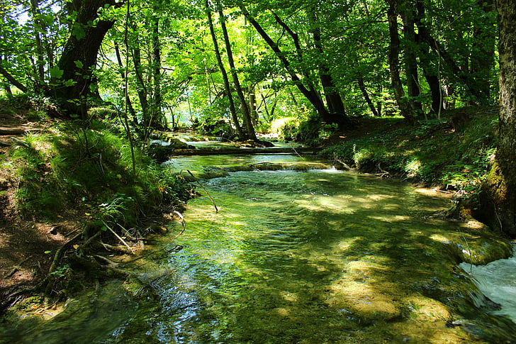 teče voda, priroda, šume, protok, vode, teče, zelena