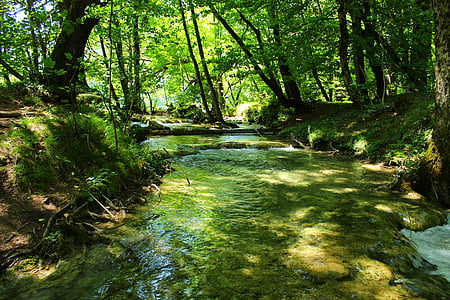 flowing water, nature, woods, flow, water, flowing, green