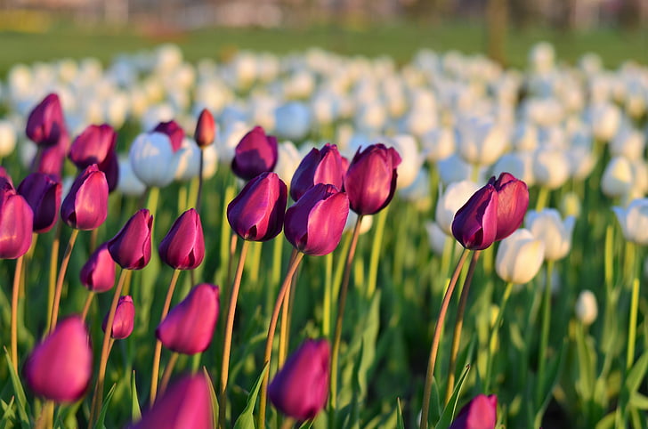 Hoa tulip, màu đỏ, vĩ mô, màu sắc sống động, Thiên nhiên, cận cảnh, Thổ Nhĩ Kỳ