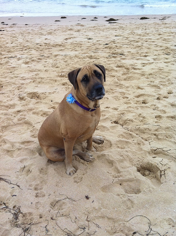 pies, smutny, siedząc, Shelly beach, zwierzętom, psi, Plaża