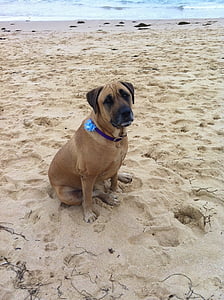 hunden, trist, sitter, Shelly stranden, kjæledyr, hjørnetann, stranden