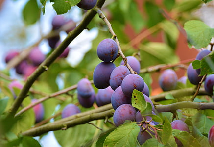 plums, plum tree, fruit tree, fruit, branch, tree, garden
