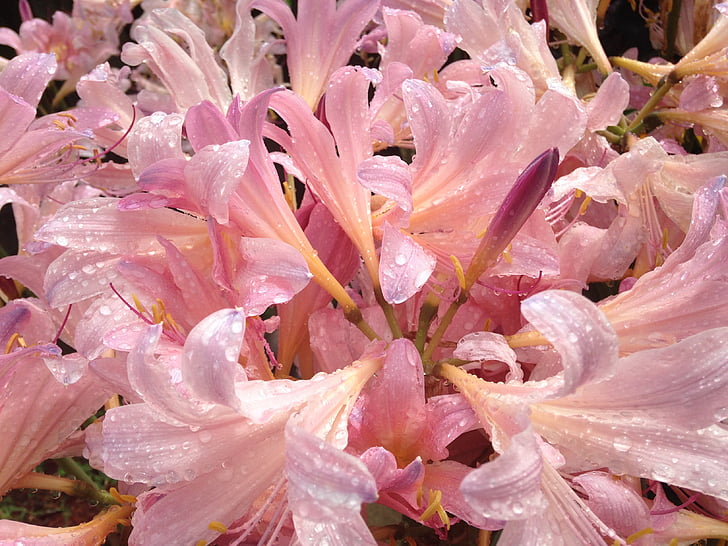 Pink bunga, musim semi, Blossom, kelopak, bunga musim semi, dekorasi, alam