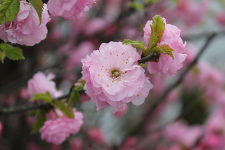 Пролет, цветя, природата, растителна, макрос, розово цвете