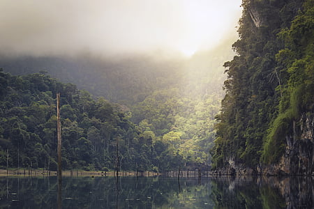 lake, rain forest, tropical, reflection, trees, nature, water