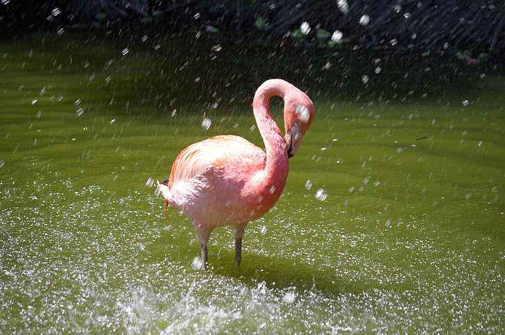 pink flemish, bird, water, nature, zoo, animals