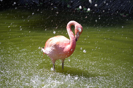 ροζ Φλαμανδικά, πουλί, νερό, φύση, Ζωολογικός Κήπος, ζώα