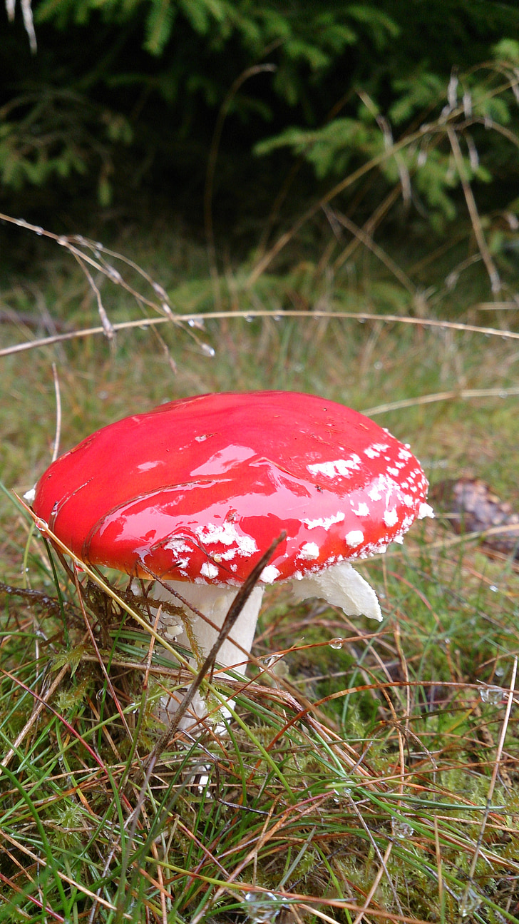 red, dot, mushroom, red with white dots, agaric, forest, fly agaric