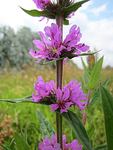 lythrum salicaria, lisimaquia púrpura, lisimaquia claveteado, lythrum púrpura, flores silvestres, flora, Botánica