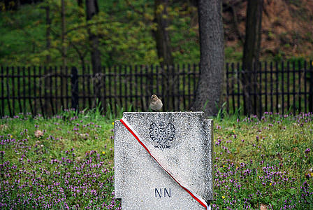 묘지, 삭제 표시, 폴란드, 새, 메모리, 기념물, 전쟁