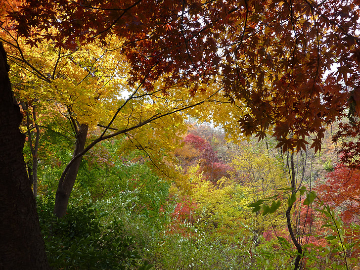 krajobraz, jesień, Jesienne liście, Natura