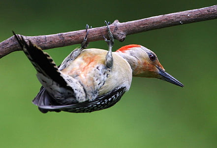 red bellied woodpecker, bird, wildlife, nature, portrait, outdoors, branch