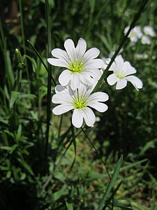 Cerastium arvense, Poljska miš-uho, chickweed polje, cvetoči, Flora, botanika, rastlin