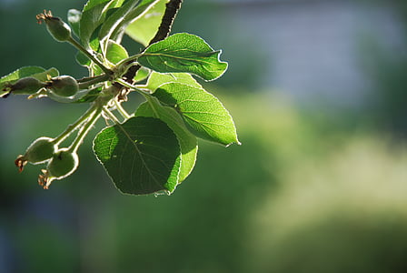 树上苹果, 6 月, 绿色, 夏季, 特写, 花园, kontrazhur