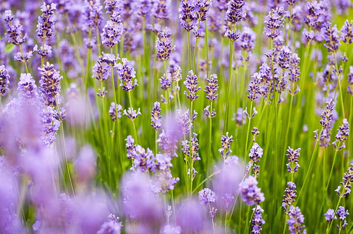 Lavendel, Hintergrund, lila, Frühling, Sommer, natürliche, Natur