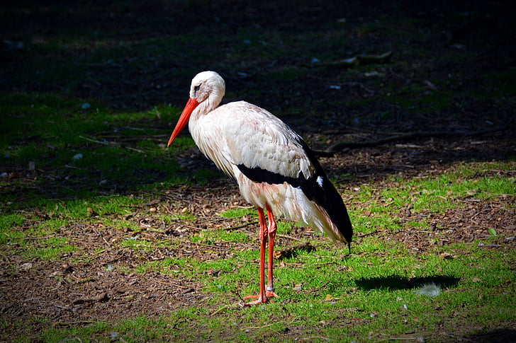 hvid stork, Stork, fugl, dyreliv fotografering, Adebar, dyr