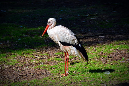 hvid stork, Stork, fugl, dyreliv fotografering, Adebar, dyr