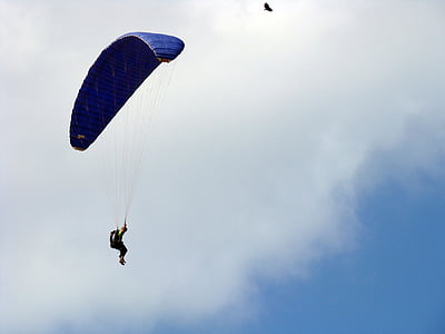 bird, parachuting, parachute, sky, dom, blue, adventure