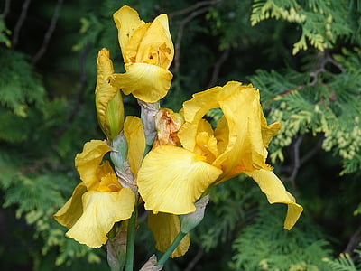 Iris, keltainen, kukka, kasvi, keltainen kukka, kukat