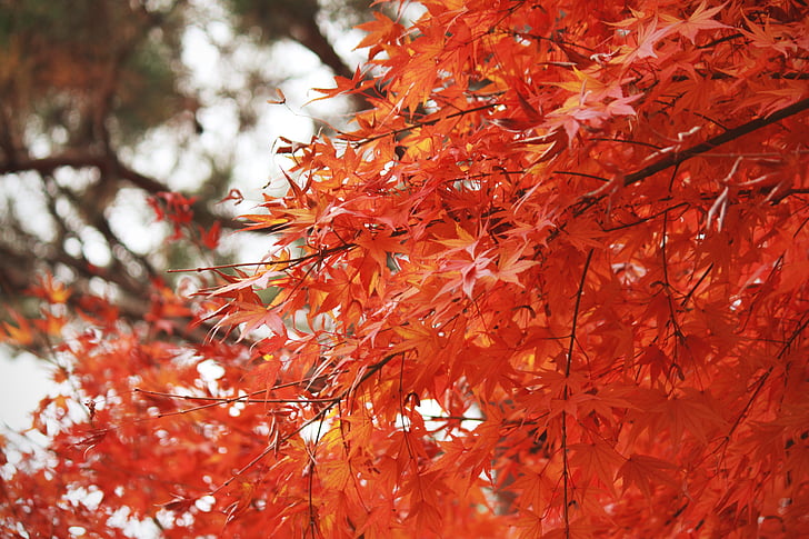 rudeniniai lapai, rudenį, Gamta