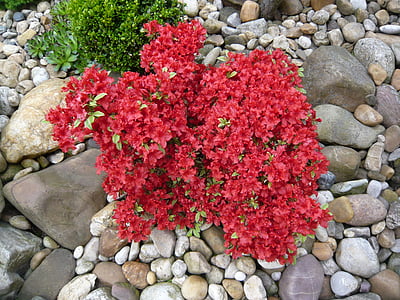 Azalia, rojo, flor, planta, el crecimiento, piedra, naturaleza