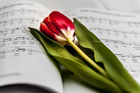 musik, fråga, Tulip, notblad