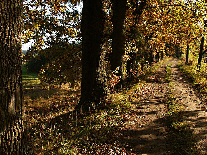 oaks, dam, pond, path, autumn, tree branches, south bohemia