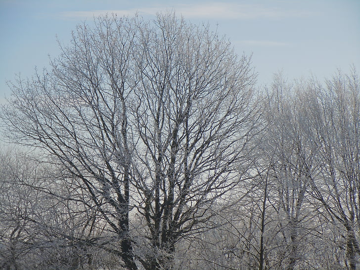 χειμερινές, Χειμώνας, χιόνι, δέντρο, παγωμένη, χιονισμένο, κρύο