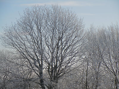 winterliche, Winter, Schnee, Baum, eisige, verschneite, Kälte