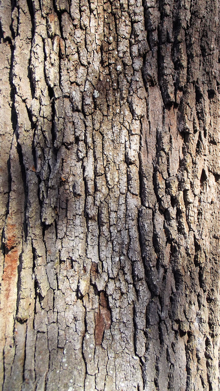 Live oak tree, écorce, brun, gris, texture, chêne, nature
