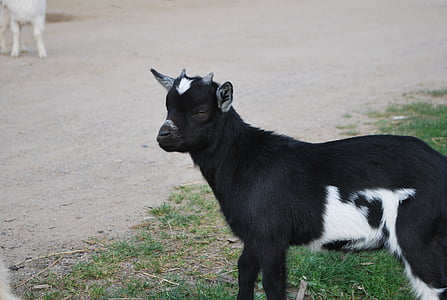 goat, goats, animal, farm, horns
