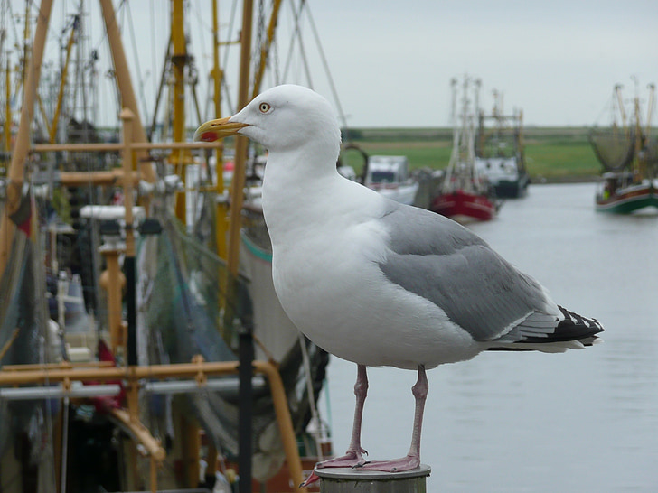 seagull, bird, port, fishing port, cutter, fishing vessel, water