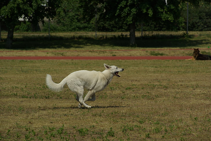 white swiss shepherd, dog, animal, competition, obedience, running