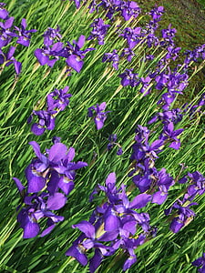 Iris, ungu, bidang, bunga, hijau, musim semi, alam