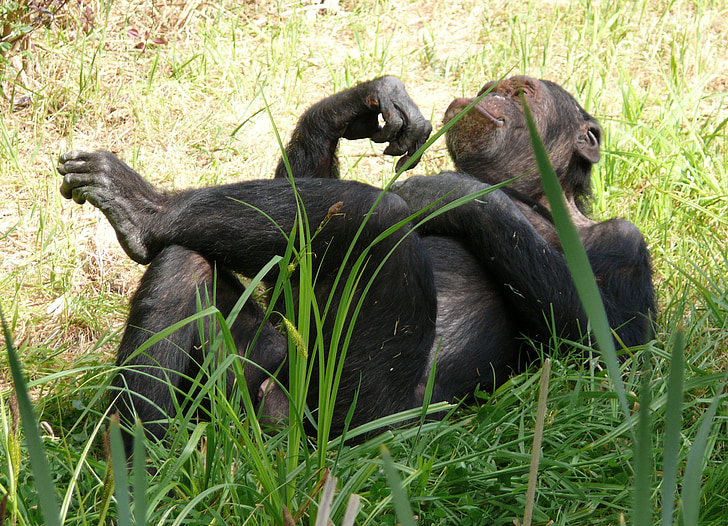 abe, chimpanse, afslappet, natur, resten, græs, bekymringer