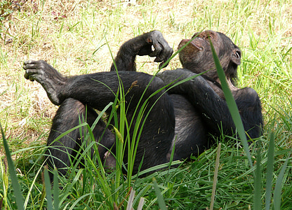 monkey, chimpanzee, relaxed, nature, rest, grass, concerns
