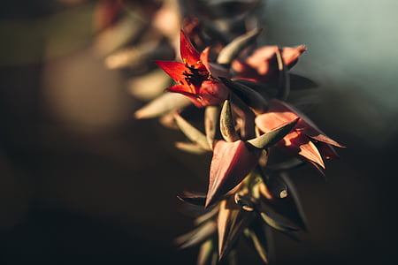 επιλεκτική, εστίαση, φωτογραφία, κόκκινο, λουλούδι, άνθιση, πέταλο