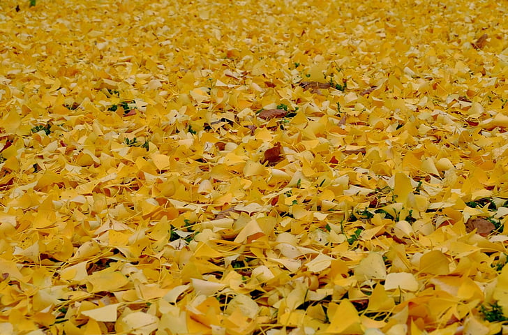 daun, kuning, dedaunan jatuh, karpet, musim gugur, daun, alam