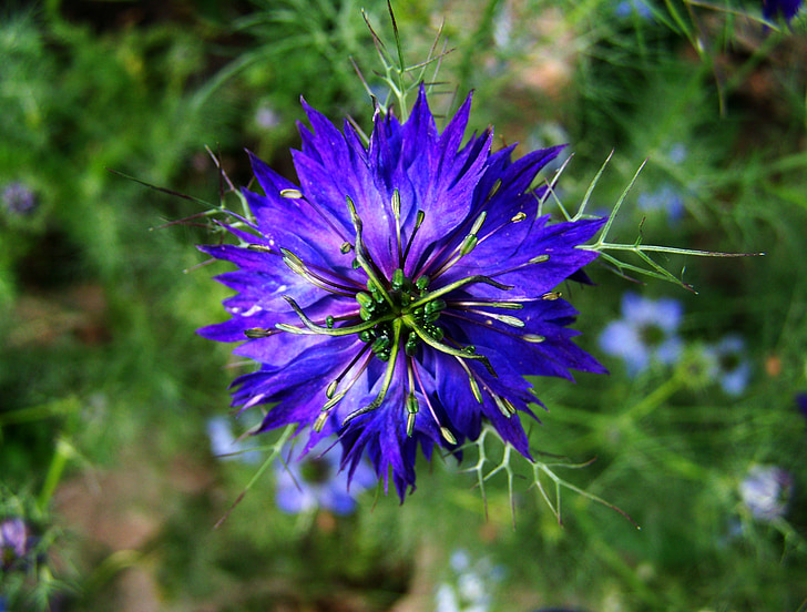 borzaskata, Taman bunga biru, bunga musim panas