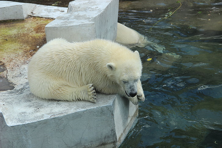 valkoinen karhu, Zoo, kesällä, eläimet, vesi
