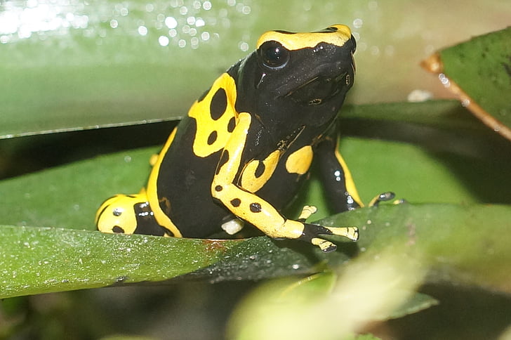 Poison frog, kleine, Amphibie