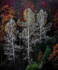 spalvinga, medžiai, augalai, Gamta, miškai, rudenį, rudenį